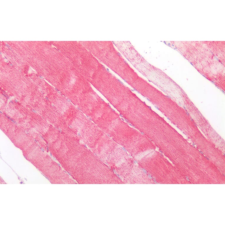 Immunohistochemistry - Anti-SOD2/MnSOD Antibody (A83715) - Antibodies.com