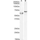 Western Blot - Anti-DNA Polymerase lambda/Polk Antibody (A83716) - Antibodies.com