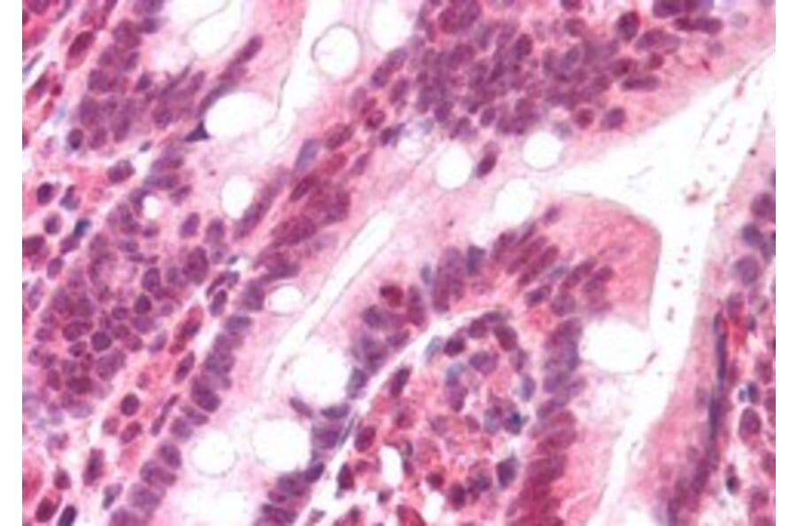 Immunohistochemistry - Anti-DNA Polymerase lambda/Polk Antibody (A83716) - Antibodies.com