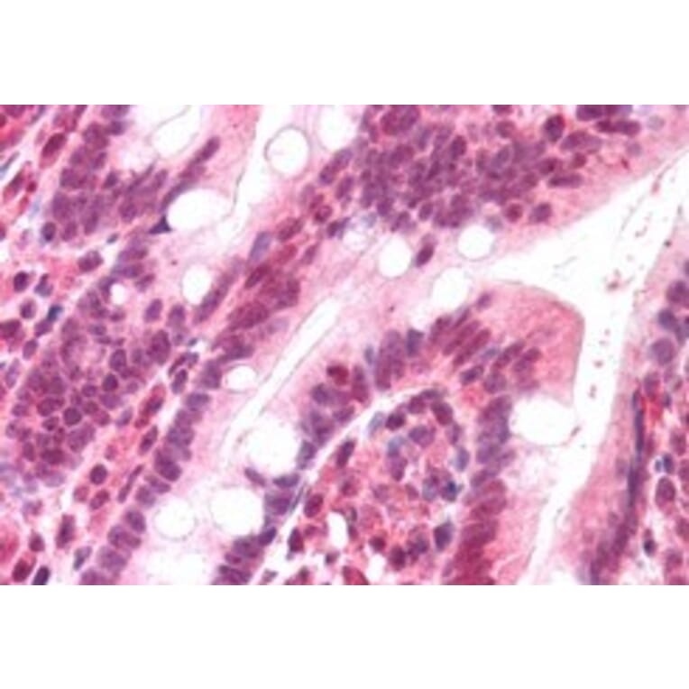Immunohistochemistry - Anti-DNA Polymerase lambda/Polk Antibody (A83716) - Antibodies.com