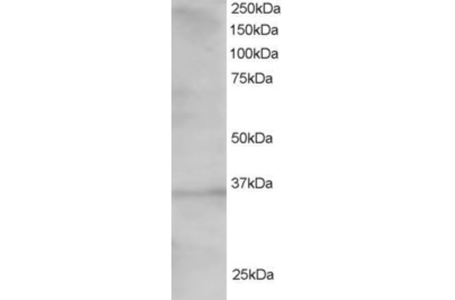 Western Blot - Anti-TCF19/SC1 Antibody (A83717) - Antibodies.com