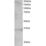Western Blot - Anti-TCF19/SC1 Antibody (A83717) - Antibodies.com