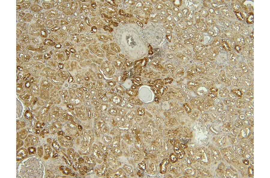 Immunohistochemistry - Anti-Calbindin Antibody (A83719) - Antibodies.com