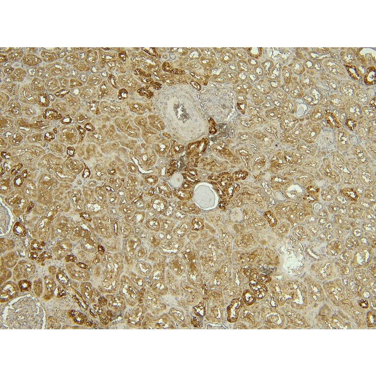 Immunohistochemistry - Anti-Calbindin Antibody (A83719) - Antibodies.com