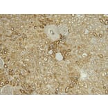 Immunohistochemistry - Anti-Calbindin Antibody (A83719) - Antibodies.com