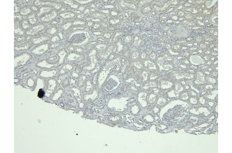 Immunohistochemistry - Anti-Calbindin Antibody (A83719) - Antibodies.com
