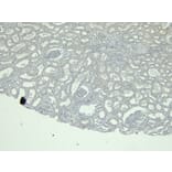 Immunohistochemistry - Anti-Calbindin Antibody (A83719) - Antibodies.com