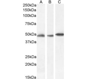 Western Blot - Anti-GFAP Antibody (A83720) - Antibodies.com