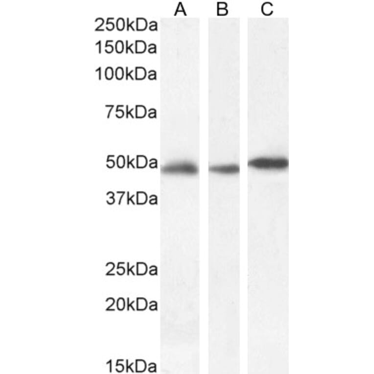 Western Blot - Anti-GFAP Antibody (A83720) - Antibodies.com