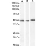 Western Blot - Anti-GFAP Antibody (A83720) - Antibodies.com