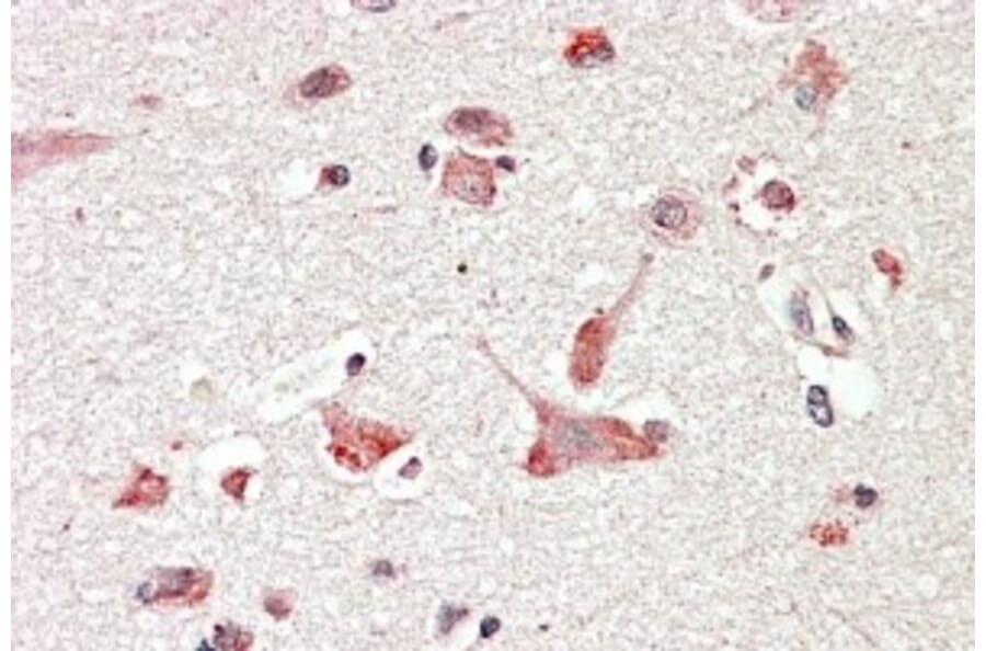 Immunohistochemistry - Anti-GOLGA6/GLP Antibody (A83721) - Antibodies.com
