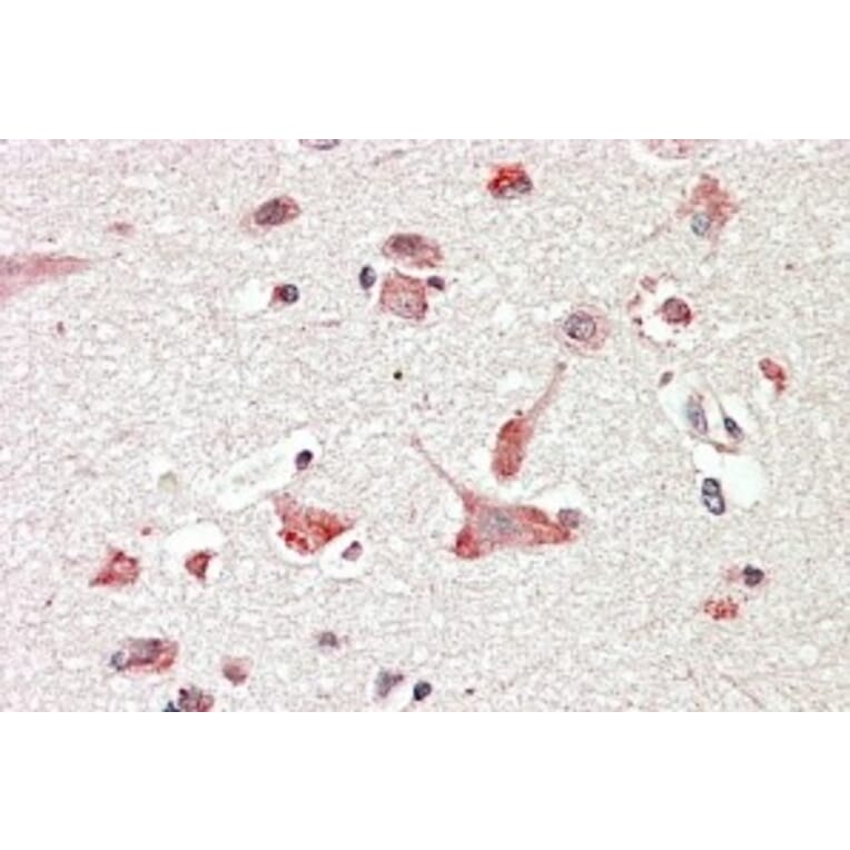Immunohistochemistry - Anti-GOLGA6/GLP Antibody (A83721) - Antibodies.com