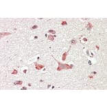 Immunohistochemistry - Anti-GOLGA6/GLP Antibody (A83721) - Antibodies.com