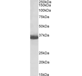 Western Blot - Anti-GAPDH Antibody (Biotin) (A83723) - Antibodies.com