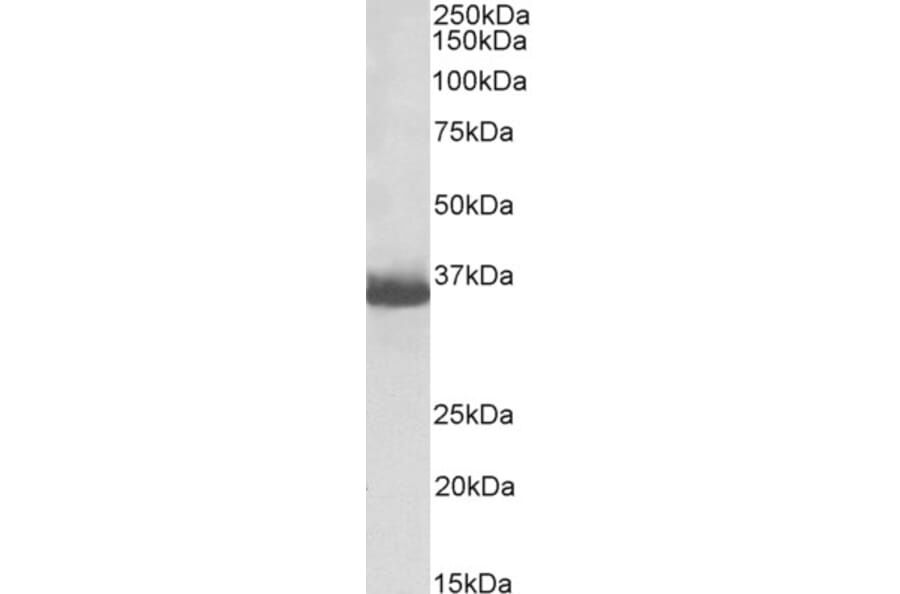 Western Blot - Anti-GAPDH Antibody (Biotin) (A83723) - Antibodies.com
