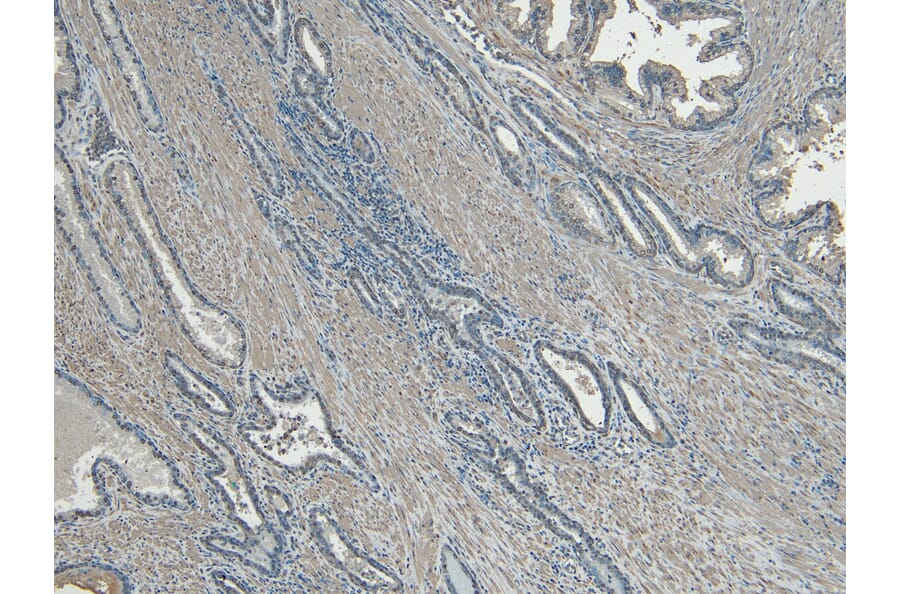 Immunohistochemistry - Anti-CEP290 Antibody (A83725) - Antibodies.com