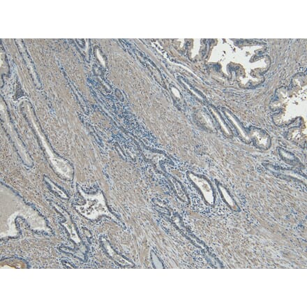 Immunohistochemistry - Anti-CEP290 Antibody (A83725) - Antibodies.com