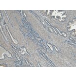 Immunohistochemistry - Anti-CEP290 Antibody (A83725) - Antibodies.com