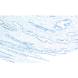 Immunohistochemistry - Anti-CEP290 Antibody (A83725) - Antibodies.com