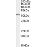 Western Blot - Anti-WIPF1 Antibody (A83726) - Antibodies.com