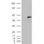 Western Blot - Anti-WIPF1 Antibody (A83726) - Antibodies.com