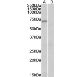 Western Blot - Anti-FOXO3A Antibody (A83729) - Antibodies.com