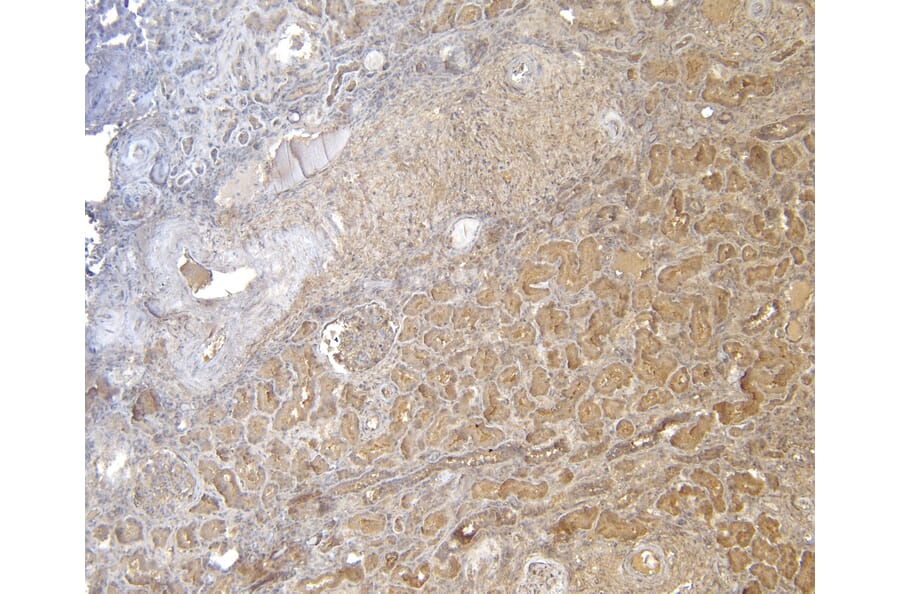 Immunohistochemistry - Anti-FOXO3A Antibody (A83729) - Antibodies.com
