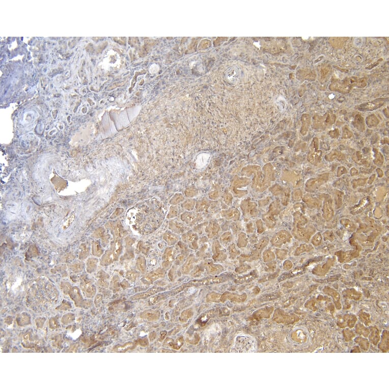 Immunohistochemistry - Anti-FOXO3A Antibody (A83729) - Antibodies.com