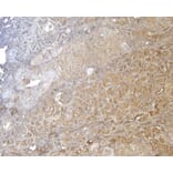Immunohistochemistry - Anti-FOXO3A Antibody (A83729) - Antibodies.com