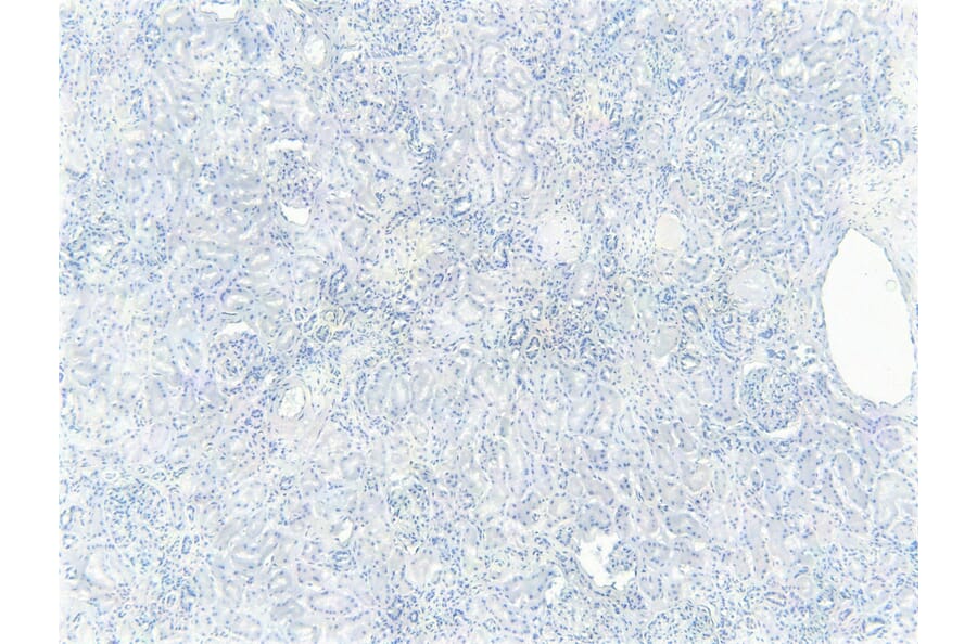 Immunohistochemistry - Anti-FOXO3A Antibody (A83729) - Antibodies.com