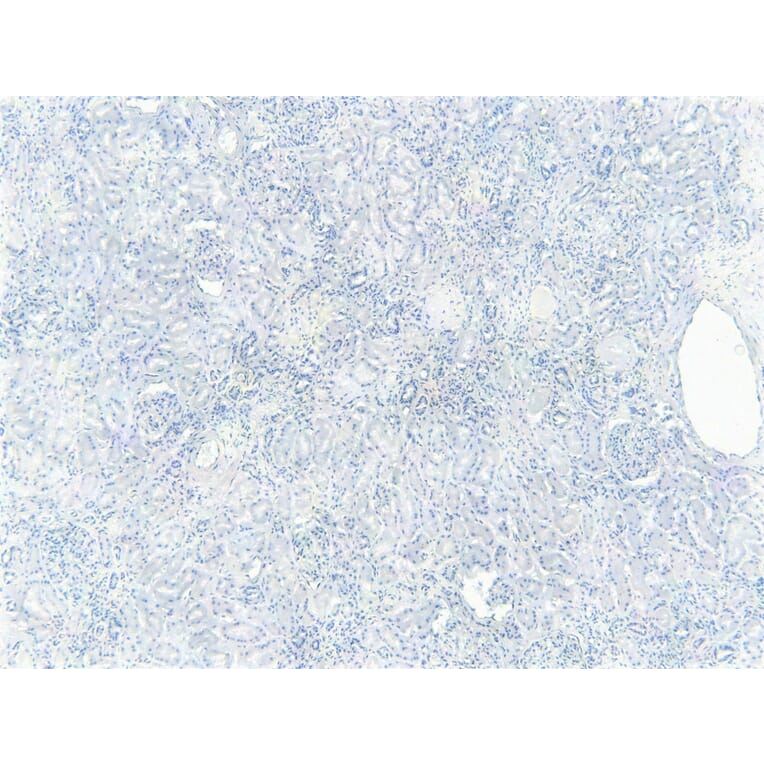 Immunohistochemistry - Anti-FOXO3A Antibody (A83729) - Antibodies.com