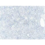 Immunohistochemistry - Anti-FOXO3A Antibody (A83729) - Antibodies.com