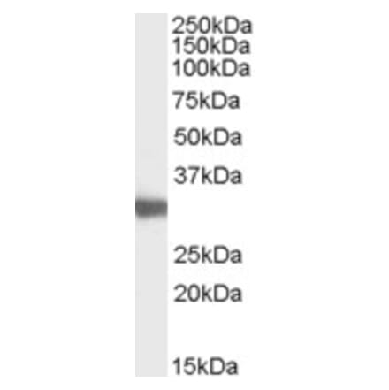 Western Blot - Anti-LDH-C Antibody (A83730) - Antibodies.com