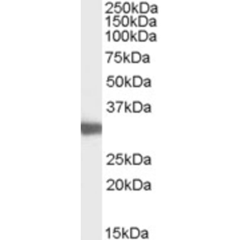 Western Blot - Anti-LDH-C Antibody (A83730) - Antibodies.com