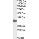 Western Blot - Anti-LDH-C Antibody (A83730) - Antibodies.com