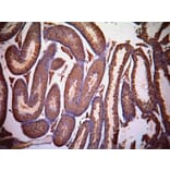 Immunohistochemistry - Anti-LDH-C Antibody (A83730) - Antibodies.com