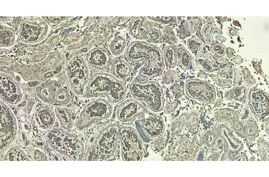 Immunohistochemistry - Anti-LDH-C Antibody (A83731) - Antibodies.com