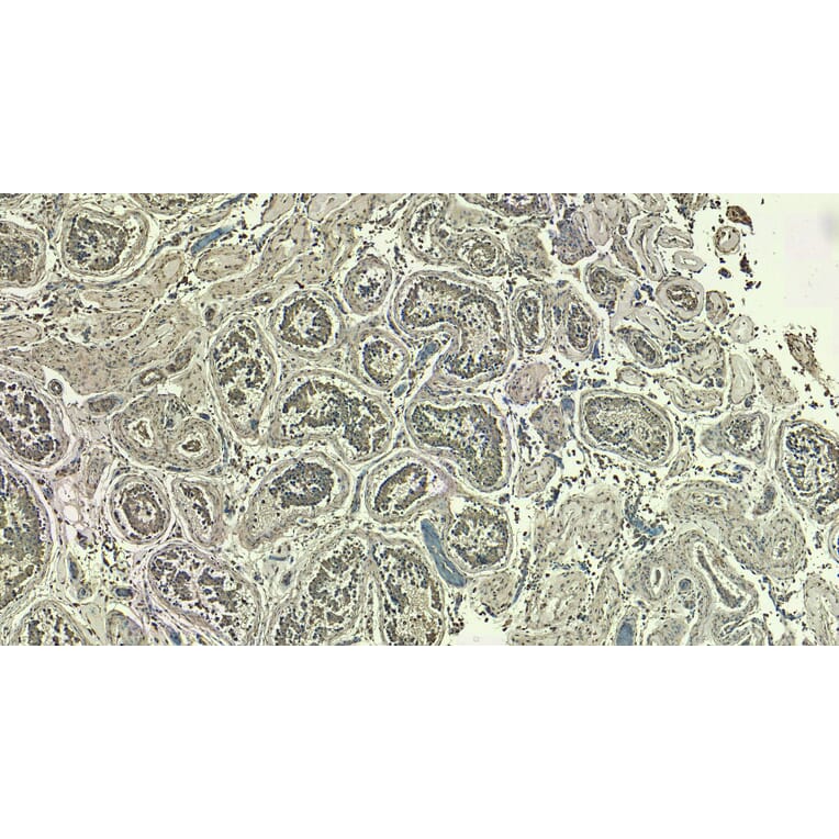 Immunohistochemistry - Anti-LDH-C Antibody (A83731) - Antibodies.com