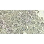 Immunohistochemistry - Anti-LDH-C Antibody (A83731) - Antibodies.com