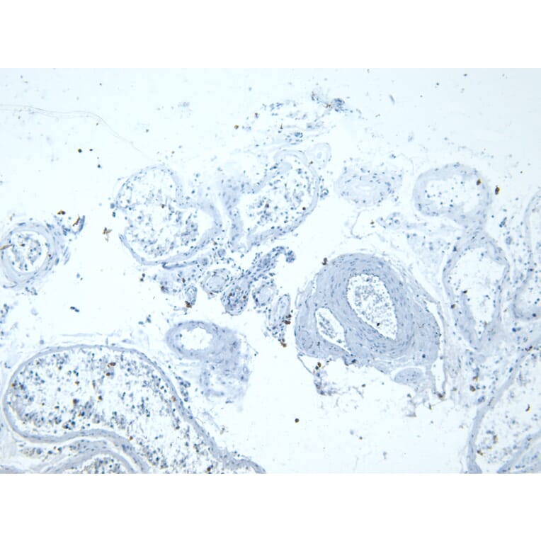 Immunohistochemistry - Anti-LDH-C Antibody (A83731) - Antibodies.com