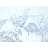 Immunohistochemistry - Anti-LDH-C Antibody (A83731) - Antibodies.com