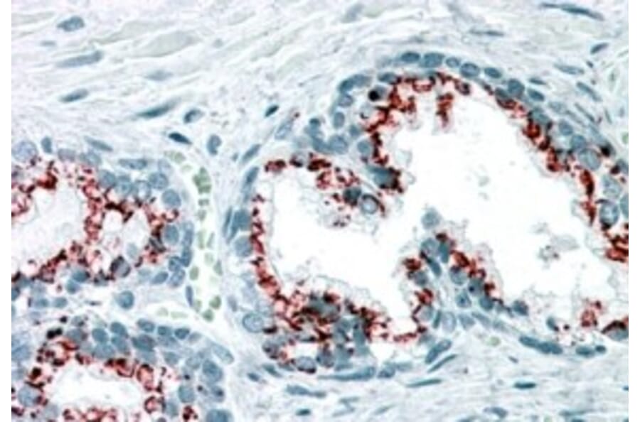 Immunohistochemistry - Anti-GOLPH2 Antibody (A83732) - Antibodies.com