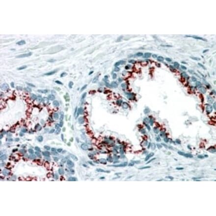 Immunohistochemistry - Anti-GOLPH2 Antibody (A83732) - Antibodies.com