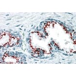 Immunohistochemistry - Anti-GOLPH2 Antibody (A83732) - Antibodies.com