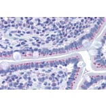 Immunohistochemistry - Anti-GOLPH2 Antibody (A83732) - Antibodies.com