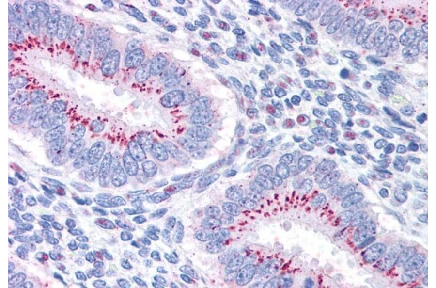 Immunohistochemistry - Anti-GOLPH2 Antibody (A83732) - Antibodies.com