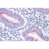 Immunohistochemistry - Anti-GOLPH2 Antibody (A83732) - Antibodies.com