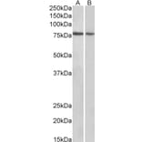 Western Blot - Anti-TRIM3 Antibody (A83733) - Antibodies.com