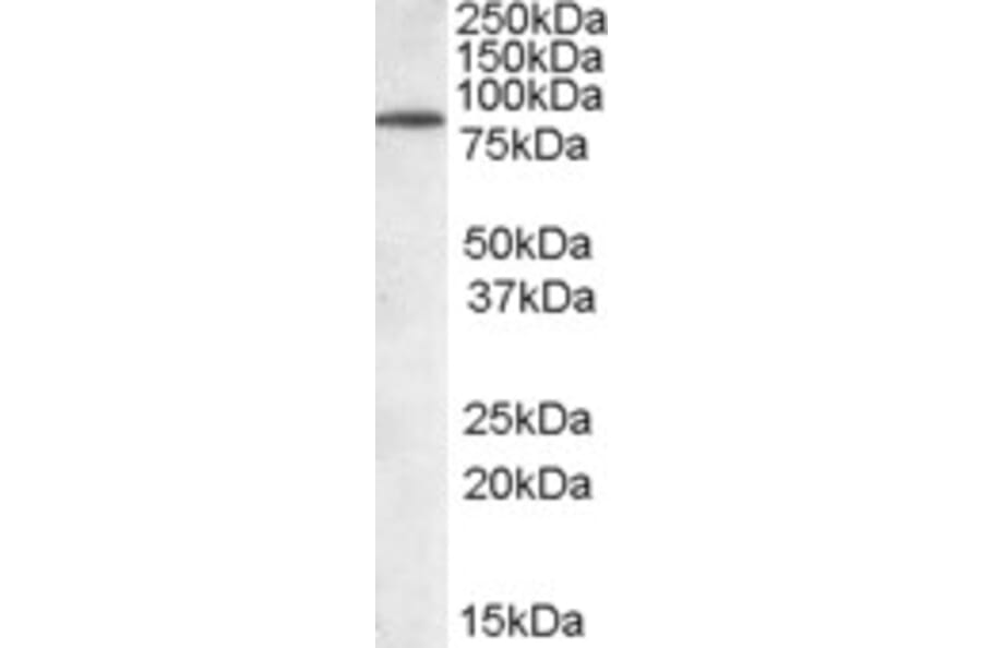 Western Blot - Anti-TRIM3 Antibody (A83733) - Antibodies.com