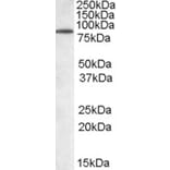 Western Blot - Anti-TRIM3 Antibody (A83733) - Antibodies.com